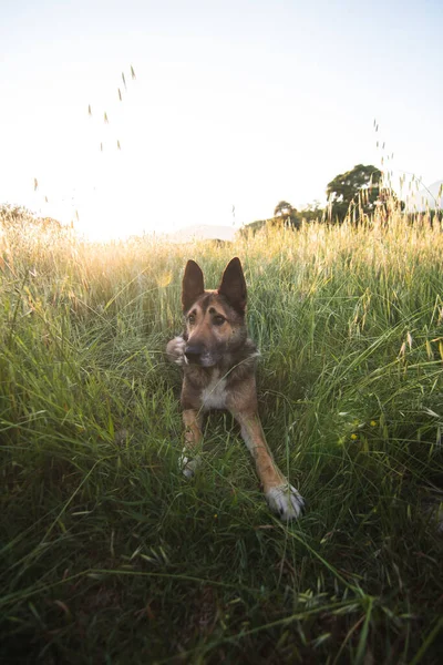 Brown Cão Deitado Olhando Para Direita Prado Com Pôr Sol — Fotografia de Stock