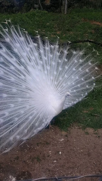 White Peacock Zoo Gallen Switzerland — Stock Photo, Image