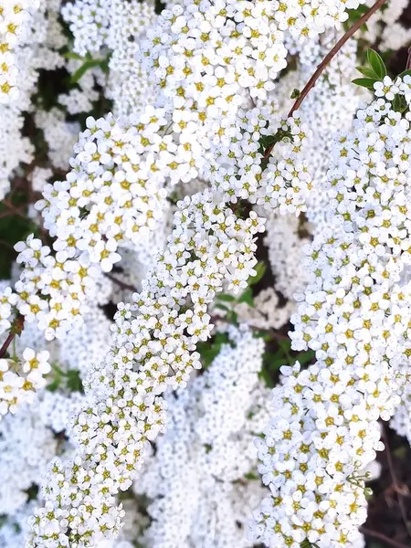 Viele Schöne Kleine Weiße Blüten Frühling — Stockfoto
