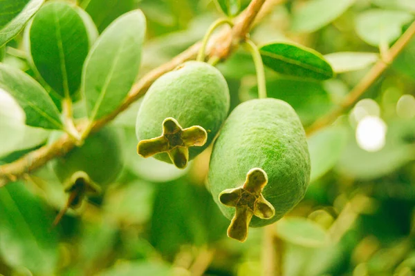 Två Gröna Feijoa Hänger Feijoaträdets Gren Gröna Blad Botanisk Trädgård Stockfoto