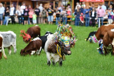 Törensel Sonbahar Sığır Sürüsü, Dağ Ovalarından Gosau 'daki Vadi' ye (Salzkammergut, Avusturya)