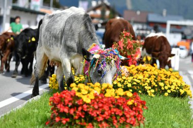 Törensel Sonbahar Sığır Sürüsü, Dağ Ovalarından Gosau 'daki Vadi' ye (Salzkammergut, Avusturya)