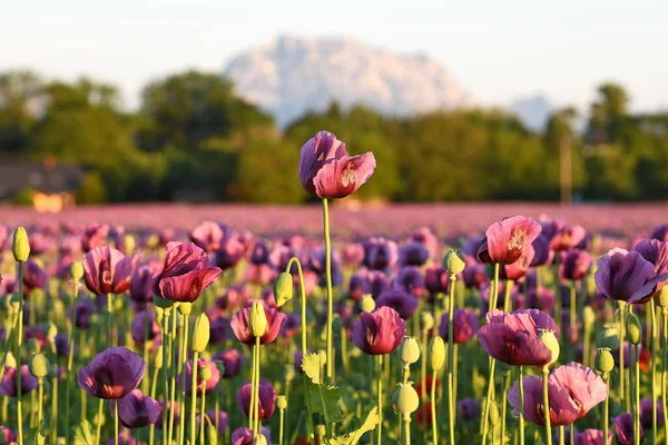 Campo Con Flores Amapola Púrpura Alta Austria Austria Con Montaña — Foto de Stock