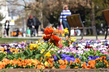 Linz 'deki Volksgarten' de çiçek ve bahar çiçekleri