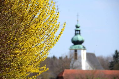 Vcklabruck ilçesinde (Avusturya) bir kilisenin önündeki bir çalı çalısı)