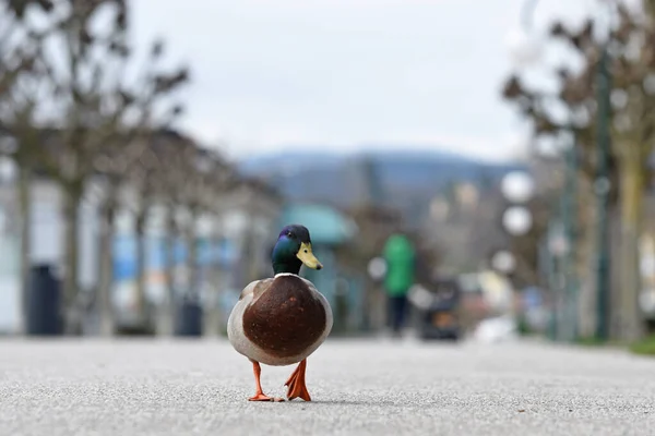 Crisi Corona Spianata Quasi Deserta Gmunden Distretto Gmunden Alta Austria — Foto Stock