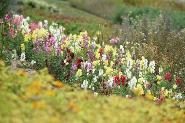 Yukarı Avusturya 'da farklı türde çiçekleri olan güzel bir bahçe (Avusturya)