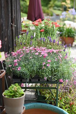 Yukarı Avusturya 'da farklı türde çiçekleri olan güzel bir bahçe (Avusturya)