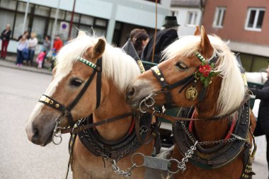 Ampflwang 'daki Georgi-Ritt - Georgiritt, Aziz George anısına yapılan ve asırlık geleneklere dayanan at ziyaretçilerinin adıdır..