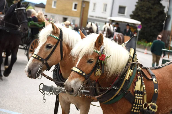 Ampflwang 'daki Georgi-Ritt - Georgiritt, Aziz George anısına yapılan ve asırlık geleneklere dayanan at ziyaretçilerinin adıdır..