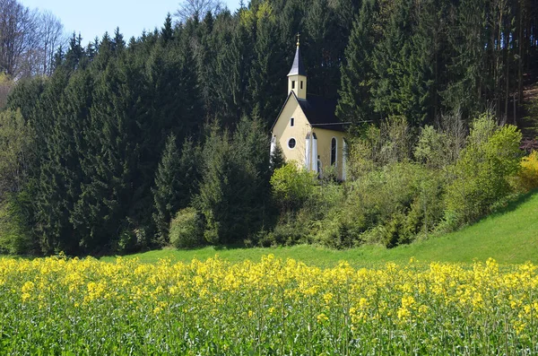 Ohlsdorf Bir Şapeli Olan Çiçek Açan Bir Tecavüz Tarlası — Stok fotoğraf