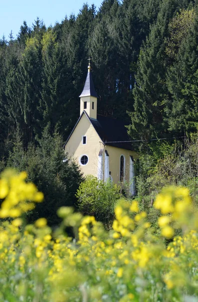 Ohlsdorf Şapeli Olan Çiçek Açan Bir Kolza Tohumu Tarlası — Stok fotoğraf