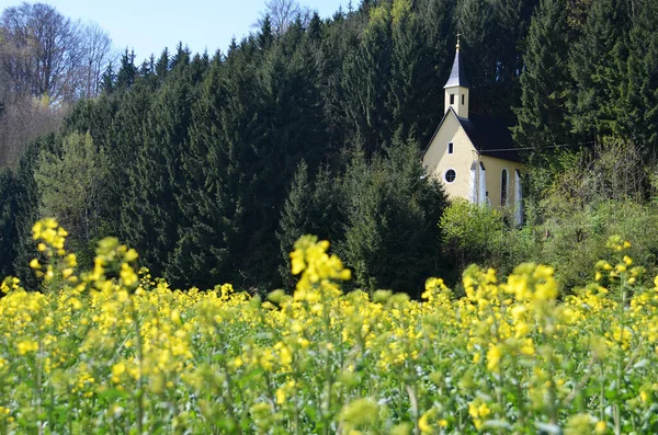 Ohlsdorf Şapeli Olan Çiçek Açan Bir Kolza Tohumu Tarlası — Stok fotoğraf