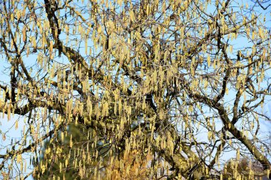 Fındık çalısı ya da fındık çalısı, huş ağacının bir türüdür. Genellikle 5 metre yüksekliğinde bir yaprak döken çalıdır.