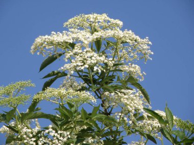 İlkbaharda mürver çiçekleri - Yaşlıların en ünlüsü siyah yaşlılardır,