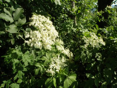 İlkbaharda mürver çiçekleri - Yaşlıların en ünlüsü siyah yaşlılardır,