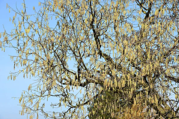 Common Hazel Also Called Hazel Bush Hazelnut Shrub Species Birch — Stock Photo, Image