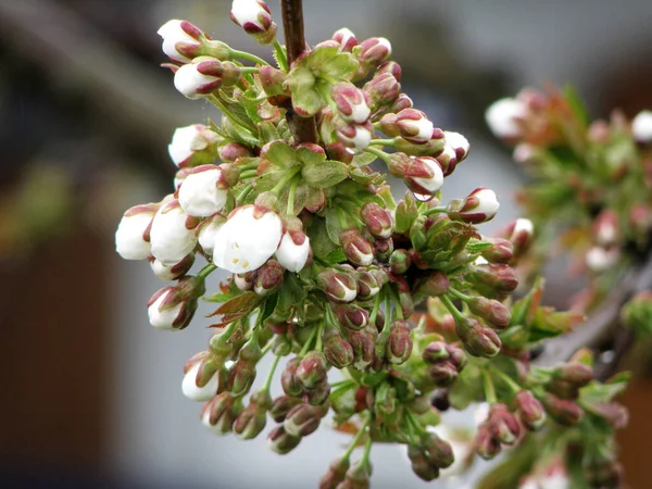 Třešňové Květy Kapkou Deště Třešeň Často Nazývaná Visla Ovocný Strom — Stock fotografie