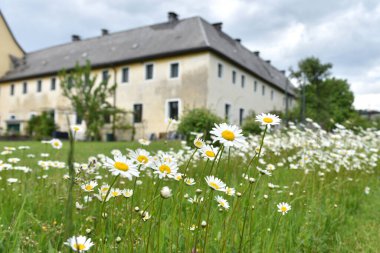 Corona krizi - Gmunden 'de (Yukarı Avusturya, Avusturya) eski Capuchin manastırının bahçesi dinlenmeye açıldı