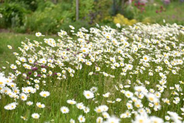 Corona krizi - Gmunden 'de (Yukarı Avusturya, Avusturya) eski Capuchin manastırının bahçesi dinlenmeye açıldı
