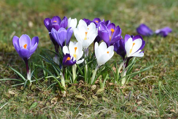 Crocuses Spring Salzkammergut Approximately 240 Crocus Species Mainly Found Orient — Stock Photo, Image