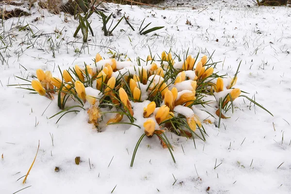 In the picture are crocuses in the snow in spring