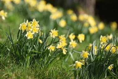 Maerzenbecher nergis cinsinden en iyi bilinen bitkidir. Büyük sarı çiçeği altı ayrı taç yaprağı ve bardak şeklinde bir taç içerir.