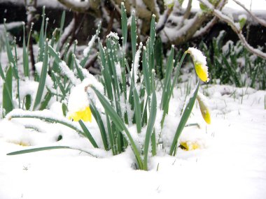  Resimde baharda karda nergisleri (Narcissus) görebilirsiniz.