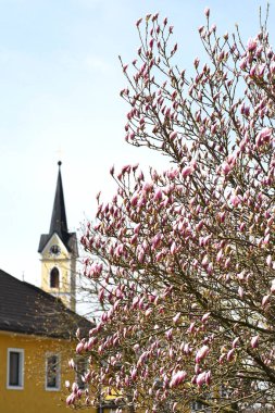 Manolyalar özellikle büyük, gösterişli çiçekleri için süs ağacı olarak değerlidir..