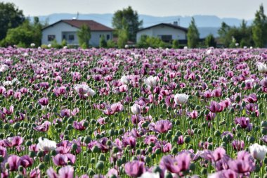 Yukarı Avusturya 'da mor gelincik çiçekleri olan bir tarla (Avusturya)
