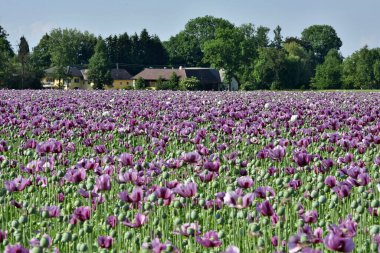 Yukarı Avusturya 'da mor gelincik çiçekleri olan bir tarla (Avusturya)