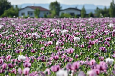 Yukarı Avusturya 'da mor gelincik çiçekleri olan bir tarla (Avusturya)