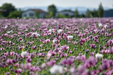 Yukarı Avusturya 'da mor gelincik çiçekleri olan bir tarla (Avusturya)