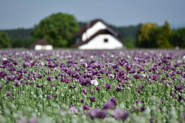 Yukarı Avusturya 'da mor gelincik çiçekleri olan bir tarla (Avusturya)