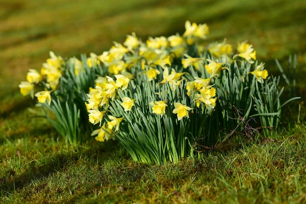 The Maerzenbecher is the best known plant from the daffodil genus. Its large yellow flower consists of six individual petals and a cup-shaped crown