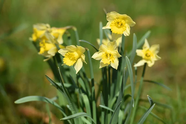 Mrzenbecher Planta Mais Conhecida Gênero Daffodil Sua Grande Flor Amarela — Fotografia de Stock