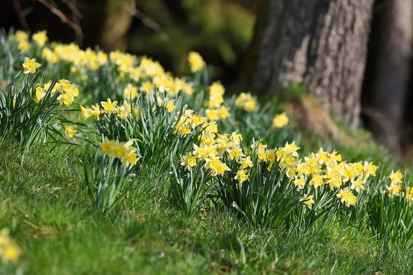 Mrzenbecher Planta Mais Conhecida Gênero Daffodil Sua Grande Flor Amarela — Fotografia de Stock