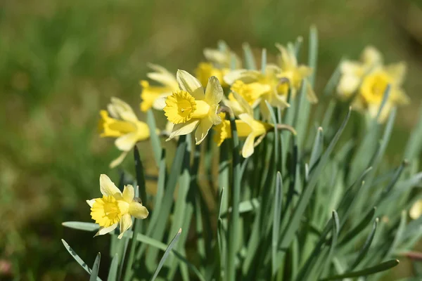 Mrzenbecher Planta Mais Conhecida Gênero Daffodil Sua Grande Flor Amarela — Fotografia de Stock