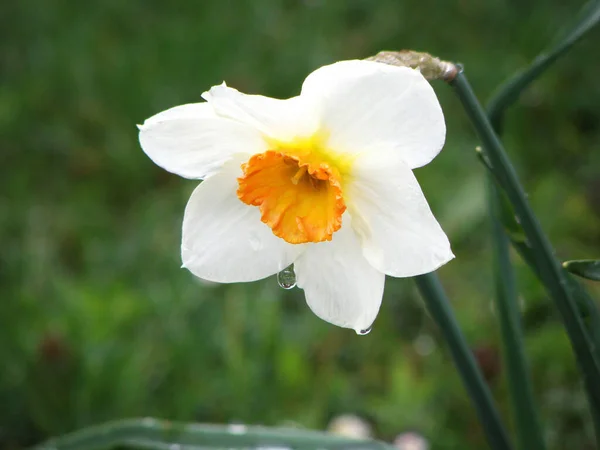 Mrzenbecher Найвідомішою Рослиною Роду Daffodil Велика Жовта Квітка Складається Шести — стокове фото