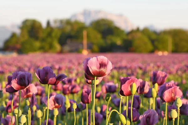 Campo Con Flores Amapola Púrpura Alta Austria Austria Con Montaña — Foto de Stock