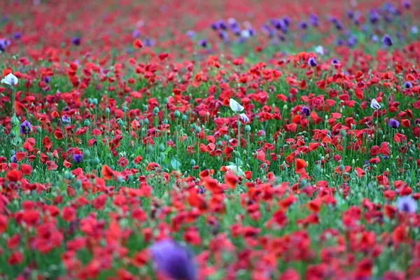 上奥地利 奥地利 一个红沙紫罂粟花地 — 图库照片