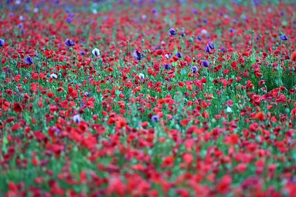 Campo Con Fiori Papavero Rosso Viola Alta Austria Austria — Foto Stock