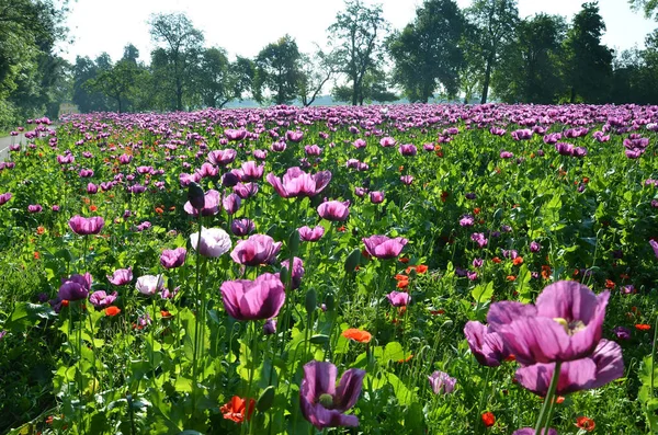 Campo Con Flores Amapola Púrpura Alta Austria Austria — Foto de Stock