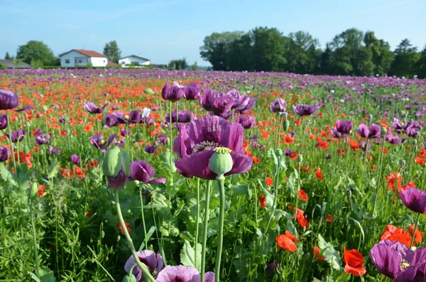 Campo Con Flores Amapola Púrpura Alta Austria Austria — Foto de Stock