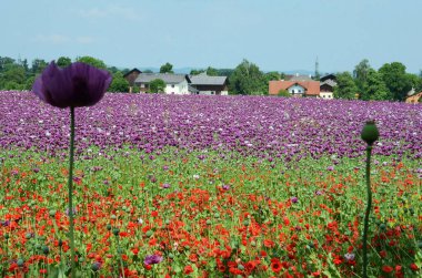Yukarı Avusturya 'da mor gelincik çiçekleri olan bir tarla (Avusturya)