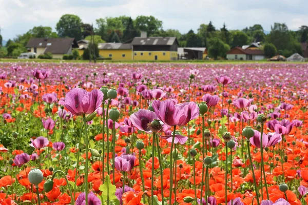 Campo Con Flores Amapola Púrpura Alta Austria Austria — Foto de Stock