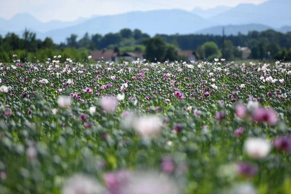 Campo Con Flores Amapola Púrpura Alta Austria Austria — Foto de Stock