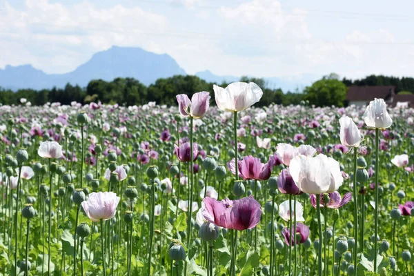 Campo Con Flores Amapola Púrpura Alta Austria Austria Con Mountaimn — Foto de Stock