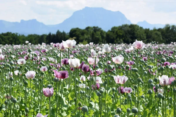 Campo Con Flores Amapola Púrpura Alta Austria Austria Con Mountaimn — Foto de Stock