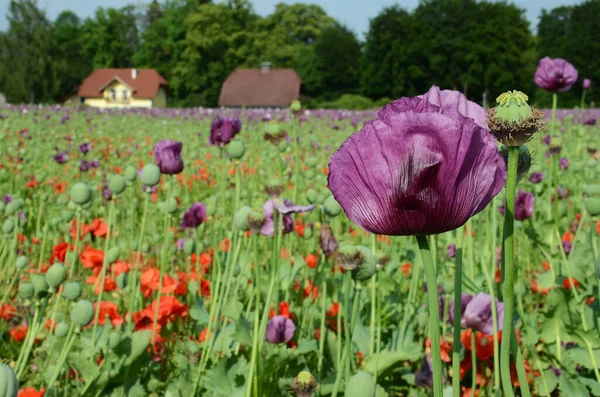 Campo Con Flores Amapola Púrpura Alta Austria Austria — Foto de Stock